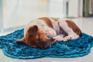 Sovende hund