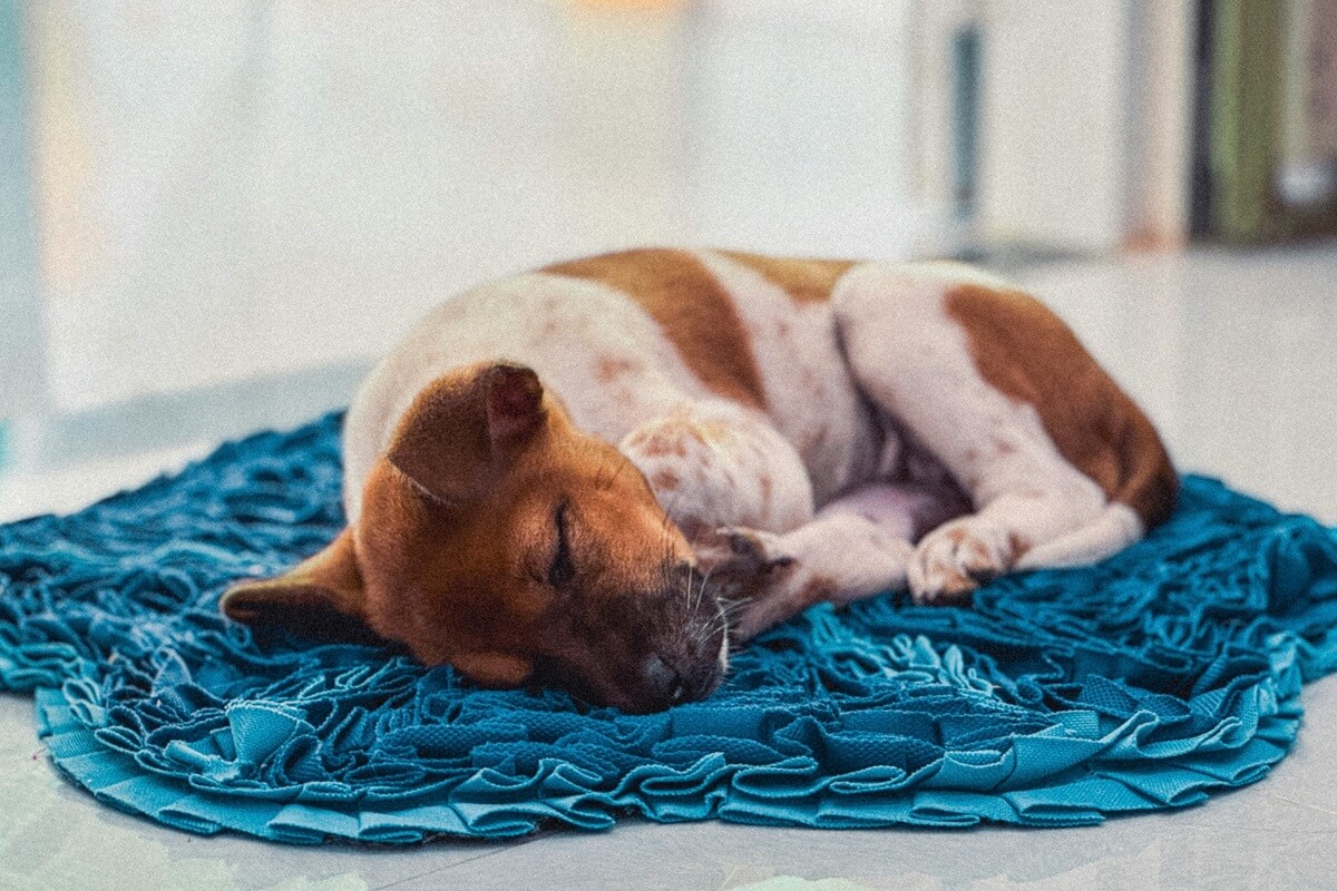Sovende hund